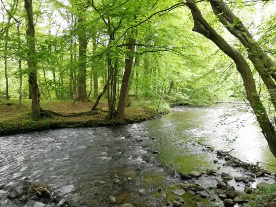 Altenberger Dom Wanderung - Dein perfekter Weg